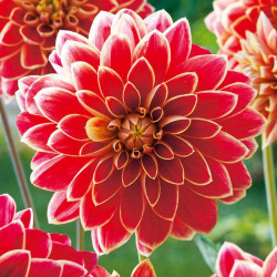 Dahlia Tubers Maxime