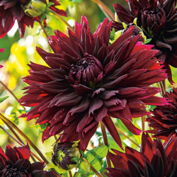 Dahlia Fimbriata Twin Pack Black Touch & Playa Blanca