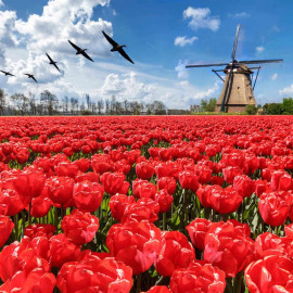 Tulip Bulbs Darwin Hybrid Red Impression