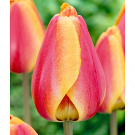Tulip Bulbs Darwin Hybrid Apeldoorns Elite