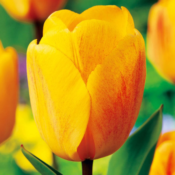 Buy Tulip Bulbs Darwin Hybrid Golden Apeldoorn Online - Green plants & flowering plants
