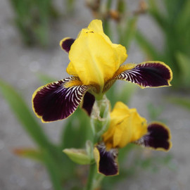 Iris Germanica Bulbs Bumblebee Deelite