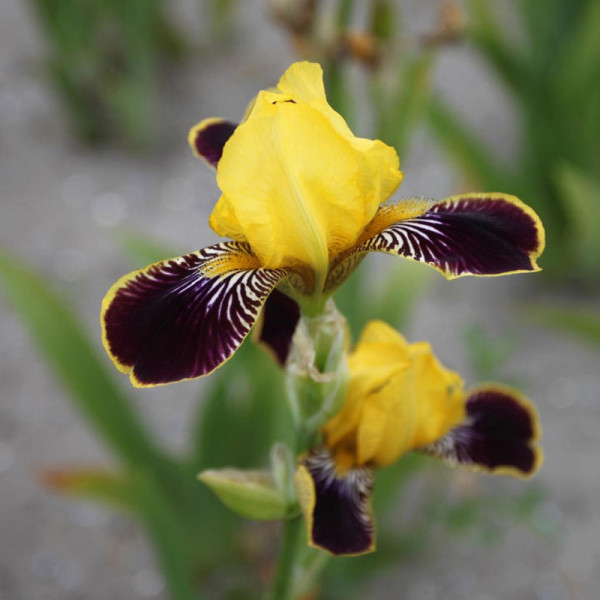 Buy Iris Germanica Bulbs Bumblebee Deelite Online - Green plants & flowering plants Buy Iris Germanica Bulbs Bumblebee Deelite Online - Green plants & flowering plants