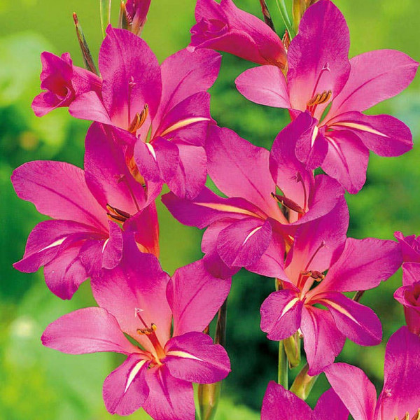 Buy Gladiolus communia Bulbs subsp. Byzantinus Online - Green plants & flowering plants Buy Gladiolus communia Bulbs subsp. Byzantinus Online - Green plants & flowering plants