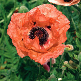 Papaver Bulbs Orange Glow