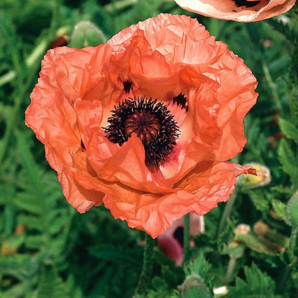 Buy Papaver Bulbs Orange Glow Online - Green plants & flowering plants Buy Papaver Bulbs Orange Glow Online - Green plants & flowering plants