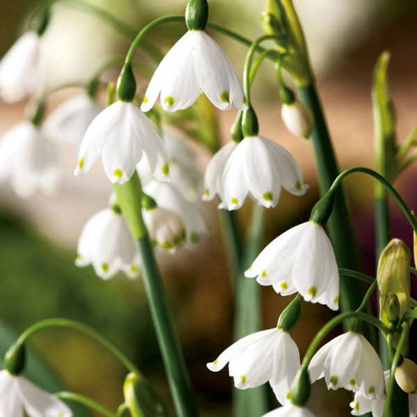 Buy Leucojum aestivum Bulbs Summer Snowflake Online - Green plants & flowering plants Buy Leucojum aestivum Bulbs Summer Snowflake Online - Green plants & flowering plants