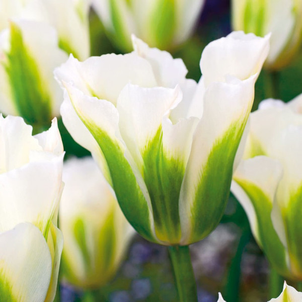 Buy Tulip Bulbs Spring Green Online - Green plants & flowering plants Buy Tulip Bulbs Spring Green Online - Green plants & flowering plants