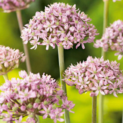 Allium Bulbs Pink Jewel
