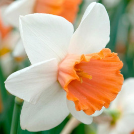 Daffodil Bulbs Chromacolour