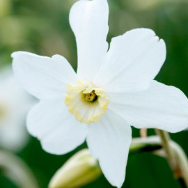 Narcissus Bulbs Polar Ice