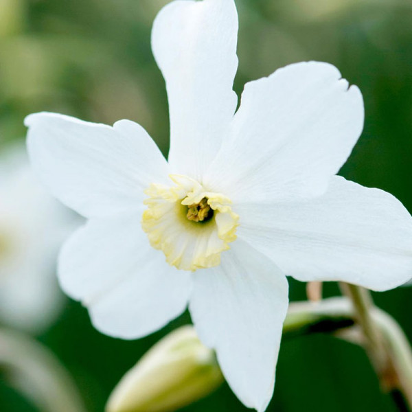 Buy Narcissus Bulbs Polar Ice Online - Green plants & flowering plants Buy Narcissus Bulbs Polar Ice Online - Green plants & flowering plants