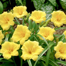 Hemerocallis Bulbs Mini Stella