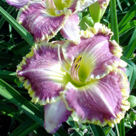 Hemerocallis Bulbs Best Seller
