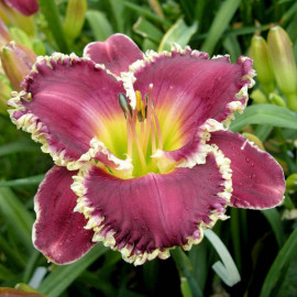 Hemerocallis Bulbs Bettylen
