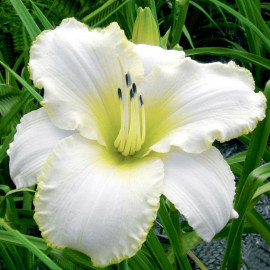 Hemerocallis Bulbs Blizzard Bay