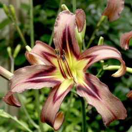 Hemerocallis Bulbs Black Arrowhead