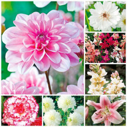 Passionate About Pink Summer Bulb Collection