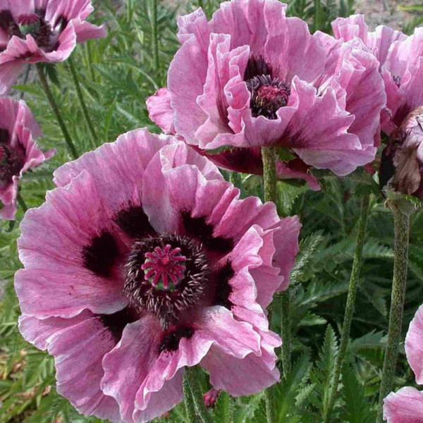 Buy Papaver Bulbs Manhattan Online - Green plants & flowering plants Buy Papaver Bulbs Manhattan Online - Green plants & flowering plants