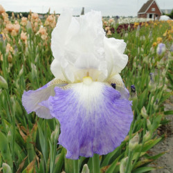 Iris Germanica Bulbs Mission Ridge