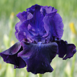 Iris Germanica Bulbs Rosalie Figge