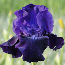 Iris Germanica Bulbs Rosalie Figge