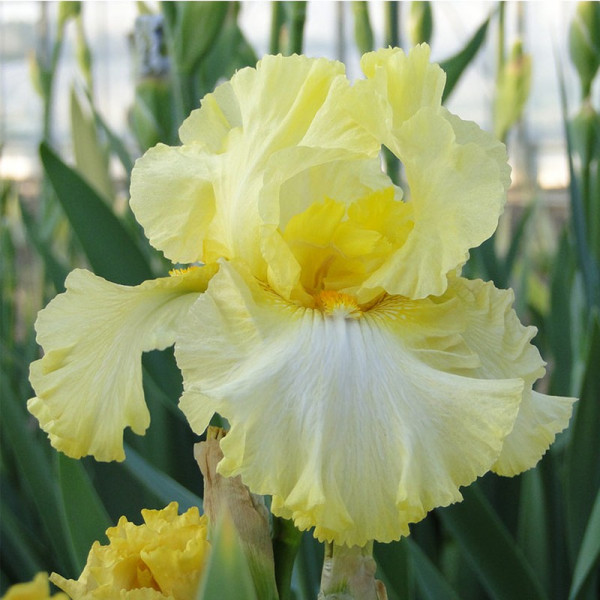Buy Iris Germanica Bulbs Summer Olympics Online - Green plants & flowering plants Buy Iris Germanica Bulbs Summer Olympics Online - Green plants & flowering plants