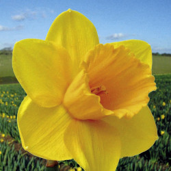 Daffodil (cornish) Bulbs Trelawney Gold