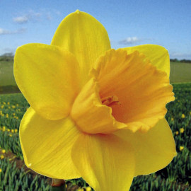 Daffodil (cornish) Bulbs Trelawney Gold
