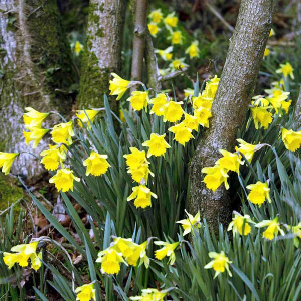 Buy Daffodil (Native British) Bulbs Online - Green plants & flowering plants Buy Daffodil (Native British) Bulbs Online - Green plants & flowering plants