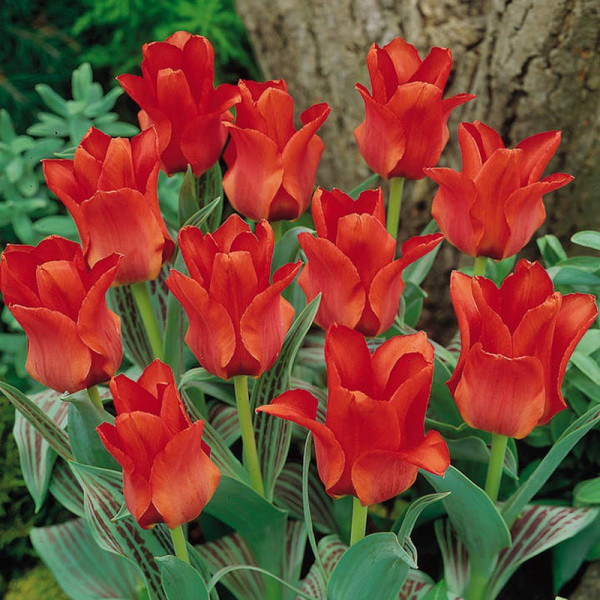 Buy Tulip Bulbs Red Riding Hood (Single) Online - Green plants & flowering plants
