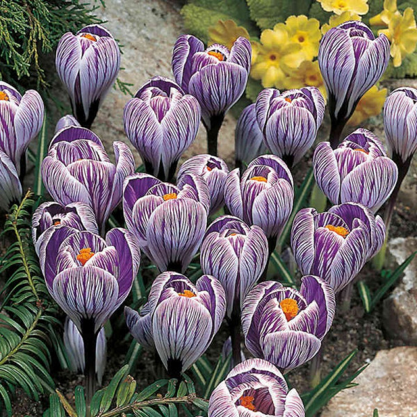 Buy Crocus Bulbs Pickwick Online - Green plants & flowering plants Buy Crocus Bulbs Pickwick Online - Green plants & flowering plants