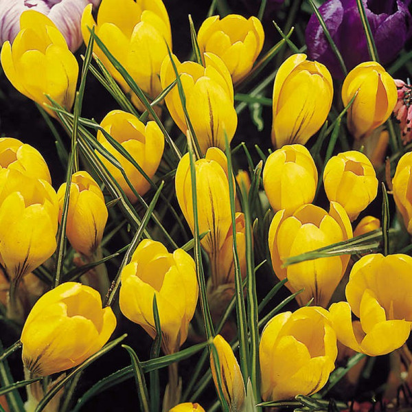 Buy Crocus Jumbo Bulbs Yellow Mammoth Online - Green plants & flowering plants Buy Crocus Jumbo Bulbs Yellow Mammoth Online - Green plants & flowering plants