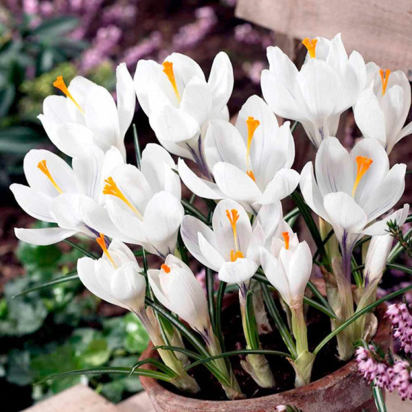 Buy Crocus Bulbs Jeanne d'Arc Online - Green plants & flowering plants Buy Crocus Bulbs Jeanne d'Arc Online - Green plants & flowering plants