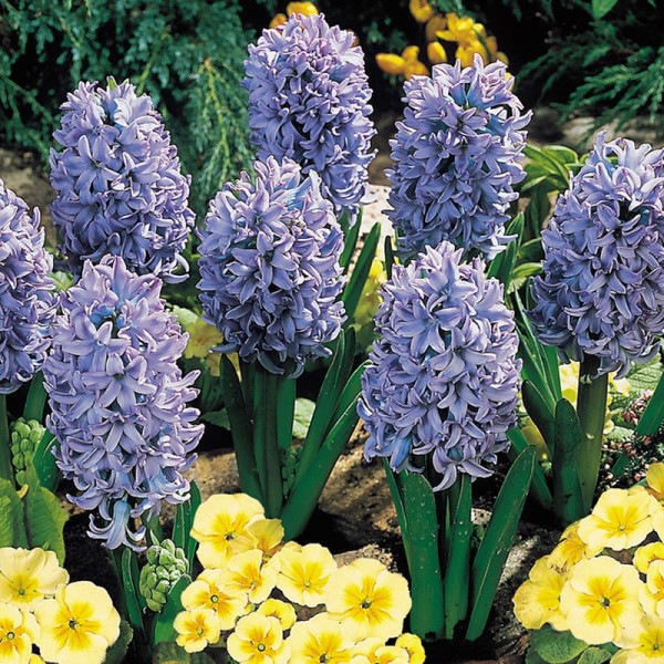 Buy Hyacinth Bulbs Delft Blue Online - Green plants & flowering plants