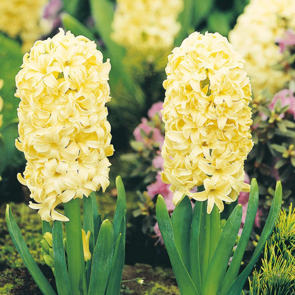 Buy Hyacinth Bulbs City of Haarlem Online - Green plants & flowering plants Buy Hyacinth Bulbs City of Haarlem Online - Green plants & flowering plants