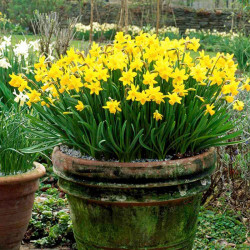 Daffodil Bulbs Tete a Tete