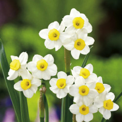 Daffodil Bulbs Minnow