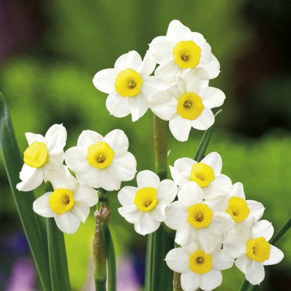 Buy Daffodil Bulbs Minnow Online - Green plants & flowering plants Buy Daffodil Bulbs Minnow Online - Green plants & flowering plants