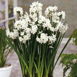 Narcissus Papyraceus Bulbs