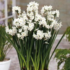 Narcissus Papyraceus Bulbs