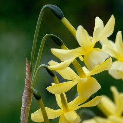 Daffodil Bulbs Hawera