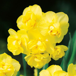 Narcissus Bulbs Yellow Cheerfulness (double)