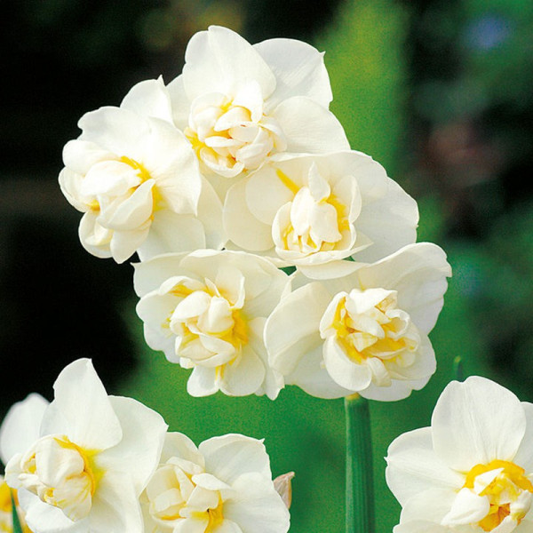 Buy Narcissus Bulbs Cheerfulness Online - Green plants & flowering plants