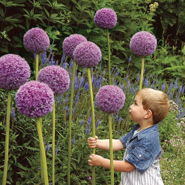 Buy Allium Bulbs Giganteum Online - Green plants & flowering plants