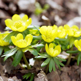 Winter Aconite Bulbs