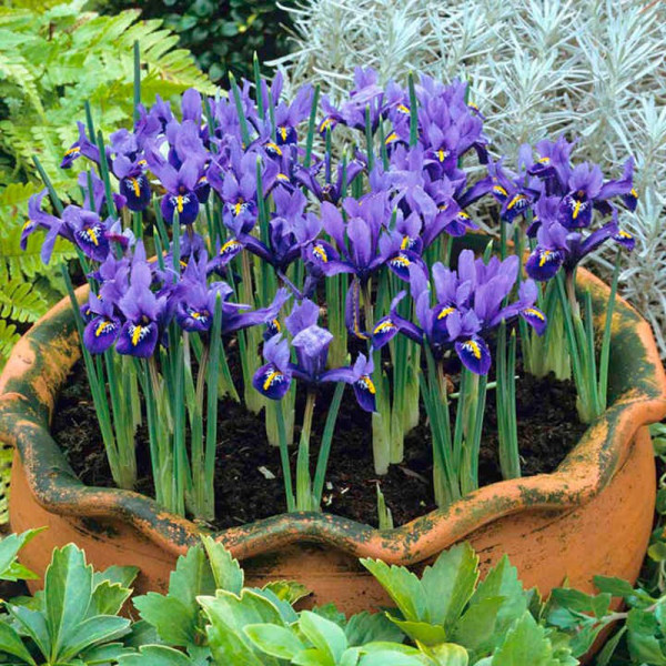 Buy Iris reticulata Bulbs Harmony Online - Green plants & flowering plants