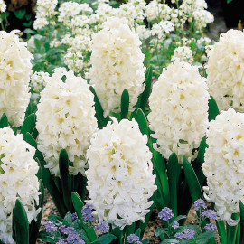Hyacinth Bulbs Carnegie