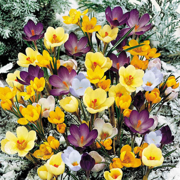 Buy Crocus Botanical Bulbs Mix Online - Green plants & flowering plants Buy Crocus Botanical Bulbs Mix Online - Green plants & flowering plants