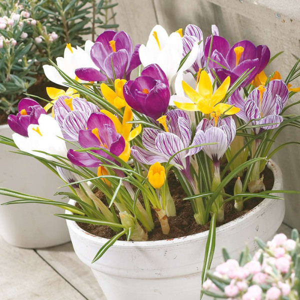 Buy Crocus Bulbs Jumbo Mix Online - Green plants & flowering plants